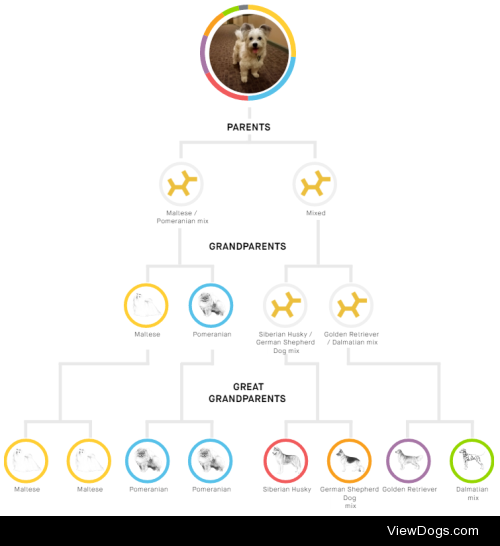 So we finally got Sasha’s Embark DNA results back and I thought…