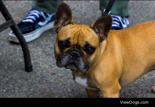 Doggo by SoWa Boston