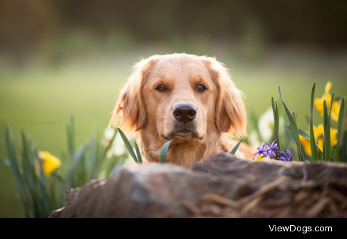 Garden dog by Tom Landretti