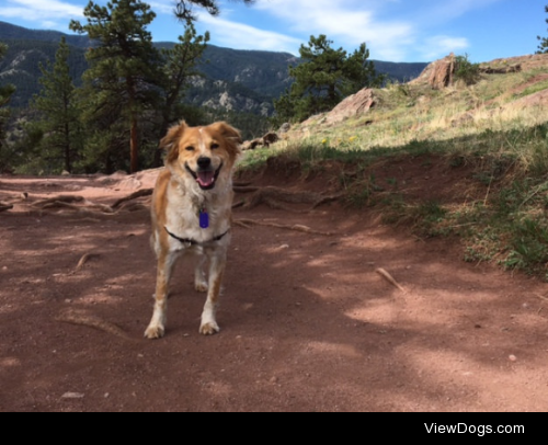 Nellie in the City of Boulder