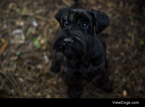 Schnauzer by M. Krupon Photographer