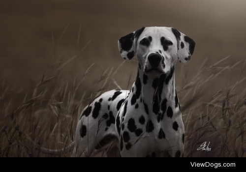 Dalmata by AlexendreMQS