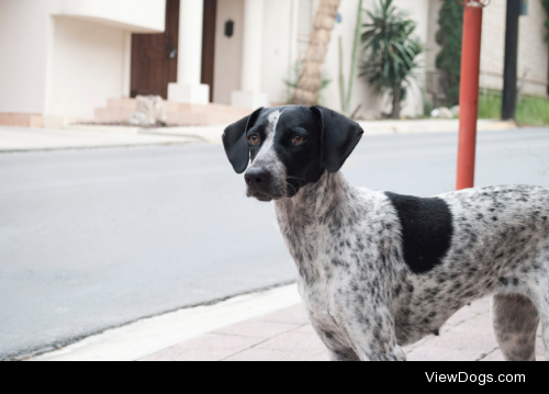 Handsome dog by Diana Arizmendi