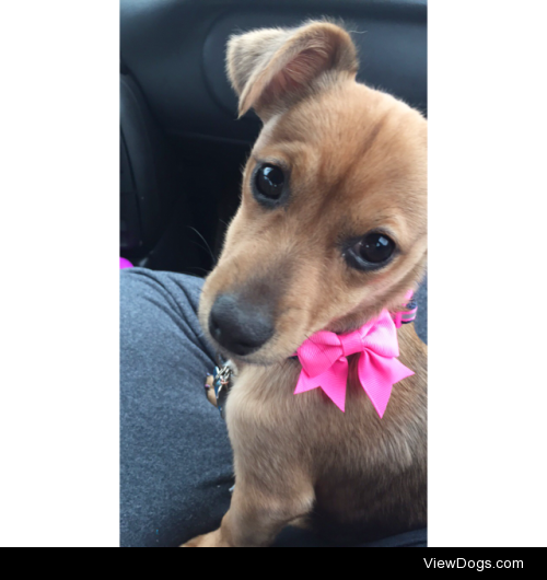 This is my puppy, Clover! Her favorite things to do are smell…