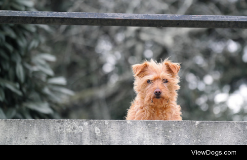 Petit chien by Pittou