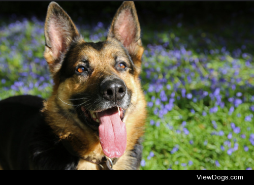 Lobo in Spring by Giles Rayner