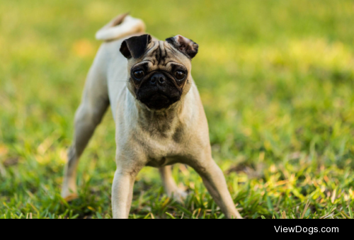 A pugnacious pug puppy