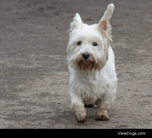 One very happy, very mucky, cheeky chappie by Letty Huckerby