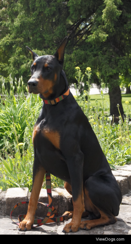 Tilikum the Doberman Pinscher