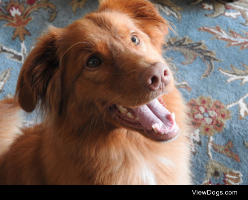 Finn the Toller by Eileen