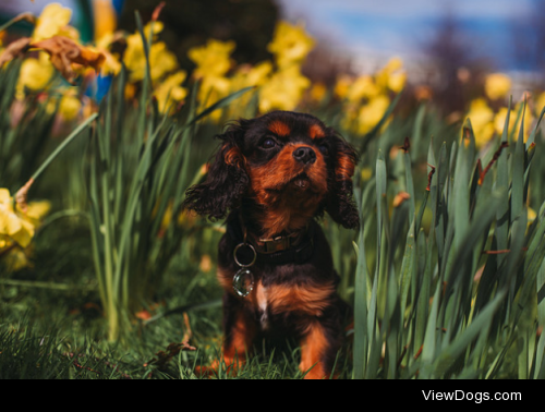 Spring by Mark Liddell