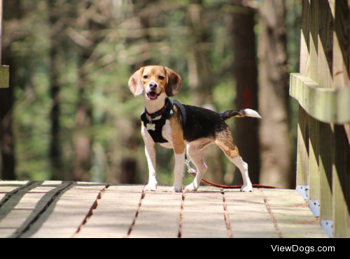 Happy pup by Matt Flanagan