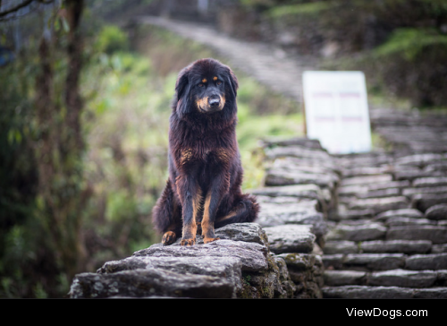 Nepali dog by Neel Shakilov