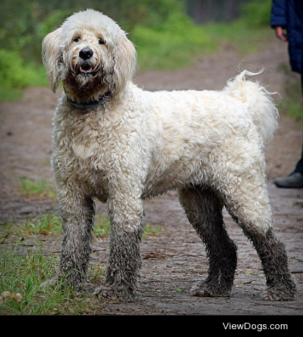 I didn’t go in the muddy puddle! by Chris Marney