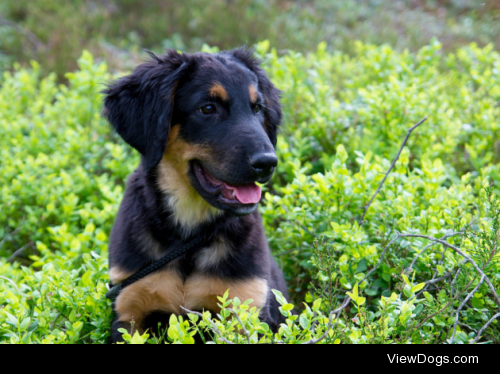 German shepherd puppy portrait by Jimmy Brandt