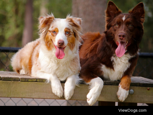 Happy dogs by Brendan Gee