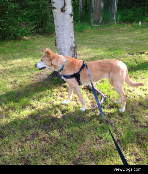 handsomedogs:Lacy is 13 years old, about 65 pounds and about 25…