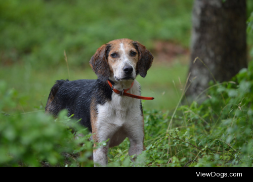 Dog at the campground