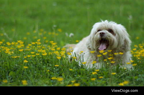 Spring by Budgetographer