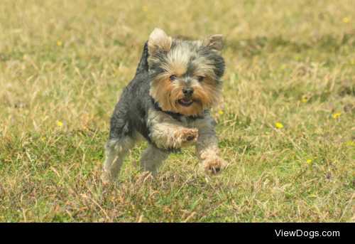 Tiny yorkie by Happy At Last