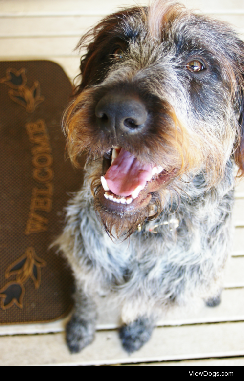 handsomedogs:

nonsensica’s Decimus, a German Wirehaired…