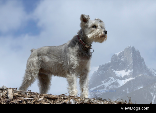 Mountain dog by Robert Zawaski