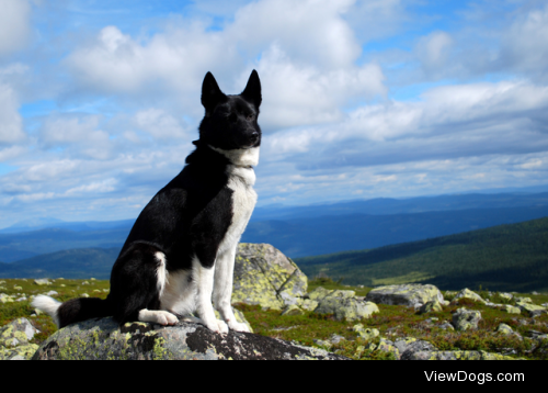 Mountain dog by Hannah