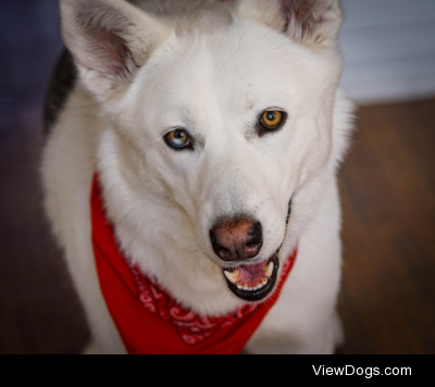 handsomedogs:

handsomedogs:

Guess the breed(s)! 
This is Sheba…