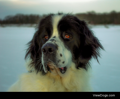 Pluto the dog by Jan Andersson