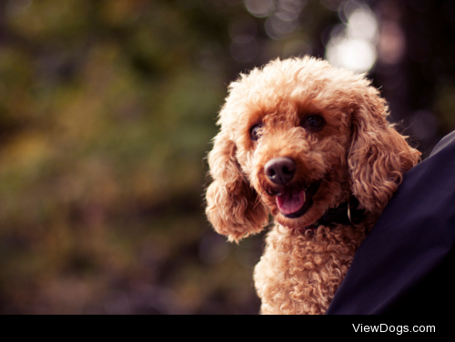 Poodle by Katja Gavric