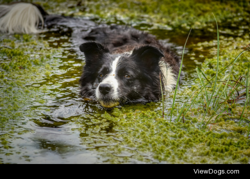 The Wallow by John Malley