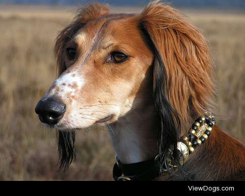 Saluki Arabia