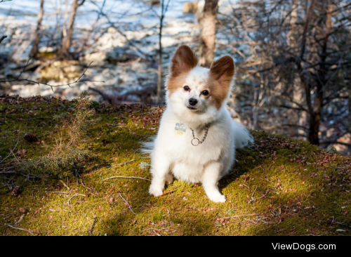 Pippins the papillon by Josh Reid