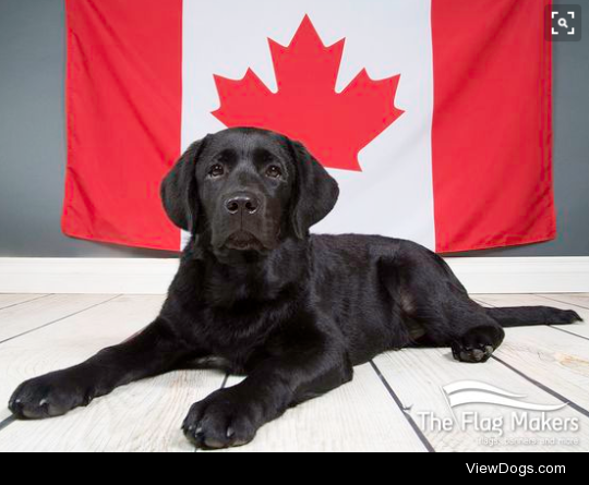 Canadian dog breeds for Canada 150!