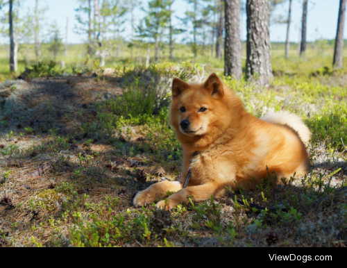 Finnish spitz by Harri Ihamaki