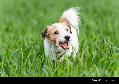 Jack Russell by Mark Watkins