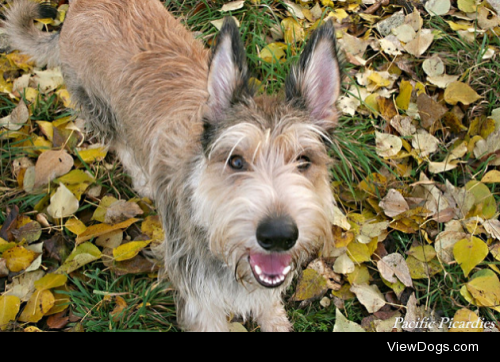 Berry with the fall leaves by PJ DeCamp