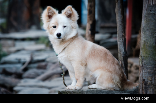 Dog in Nepal by Justin Clayton