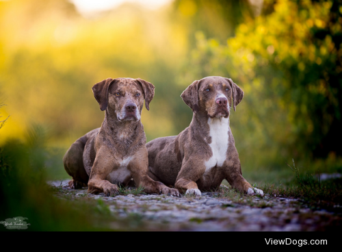 Catahoula girls by Nicole Trenker Fotografie