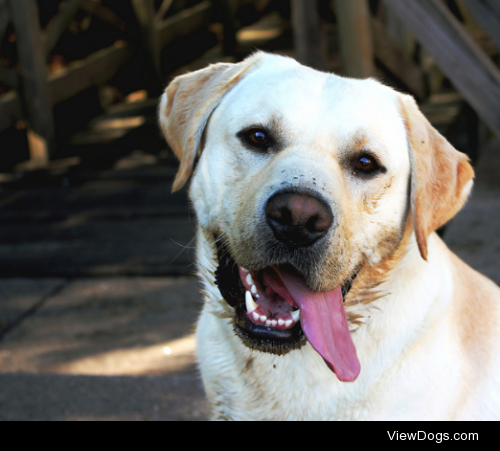 Dog smiles by Vero Rey