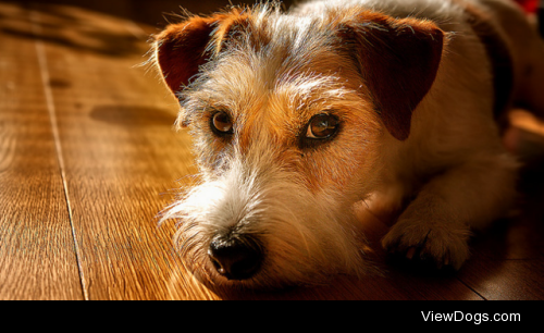 Jack Russell Terrier by Henrik Lindberg