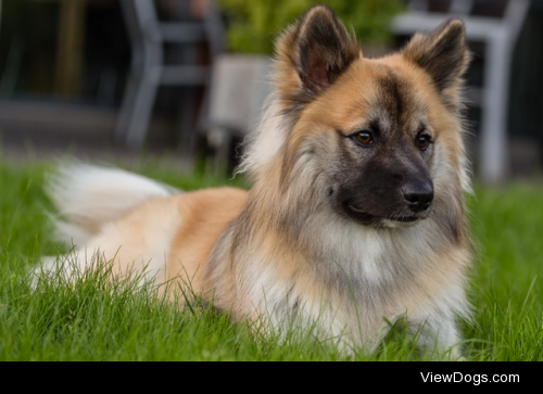 Thor, Icelandic Sheepdog by Dan Jorgensen