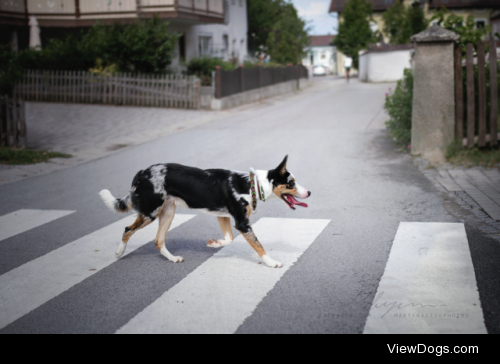 StreetDog :by Martyna Ożóg
facebook | instagram | flickr