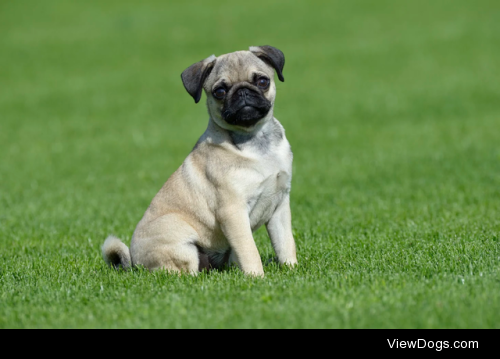 Pug sitting in a meadow by Radius Images