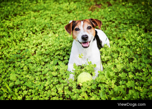 Dog lying in the grass with a ball by Kira Yan