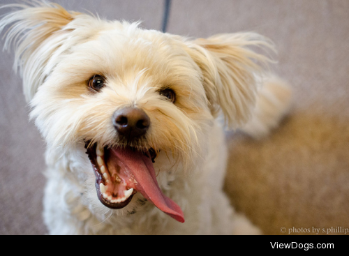 Happy dog by Shannon Phillips