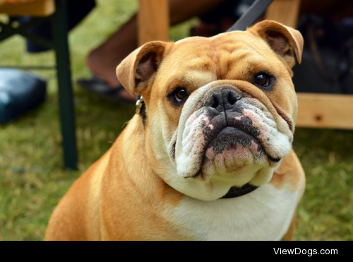 Handsome bulldog by Birmingham Phil