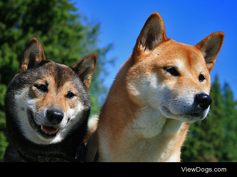 Shiba inu by Beddiz