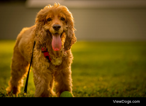 Max at sunset by Quettfenn Lai