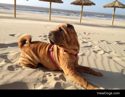 Ma sharpei history by VeronicaInDream